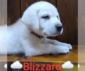 Labrador Retriever Puppy for sale in LINDEN, TN, USA