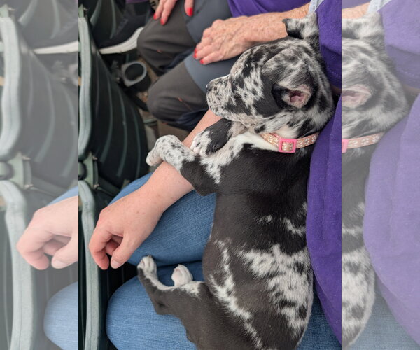 Medium Photo #11 Bulldog-Catahoula Leopard Dog Mix Puppy For Sale in Munford, TN, USA