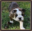Small Photo #5 English Bulldogge Puppy For Sale in LELAND, NC, USA