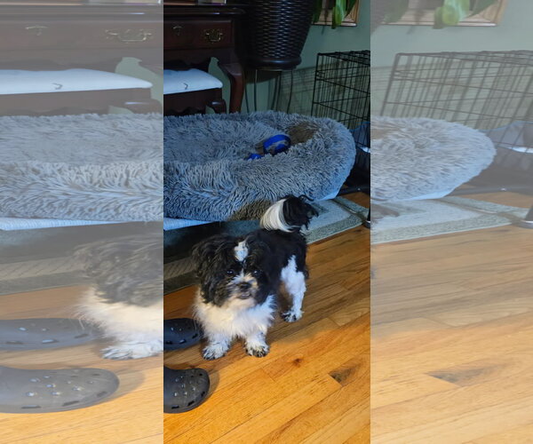 Medium Photo #2 Shih Tzu-Unknown Mix Puppy For Sale in Minneapolis, MN, USA