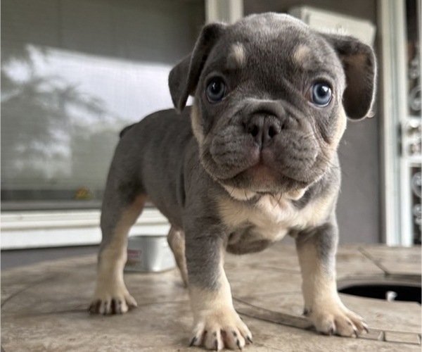 Medium Photo #3 French Bulldog Puppy For Sale in COLUMBUS, OH, USA
