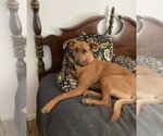 Small Labrador Retriever Mix