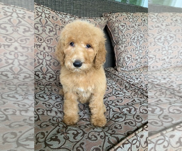 Medium Photo #6 Goldendoodle-Poodle (Standard) Mix Puppy For Sale in RICHMOND, IL, USA
