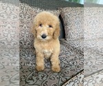 Small Photo #6 Goldendoodle-Poodle (Standard) Mix Puppy For Sale in RICHMOND, IL, USA