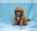 Small #1 Cavapoo