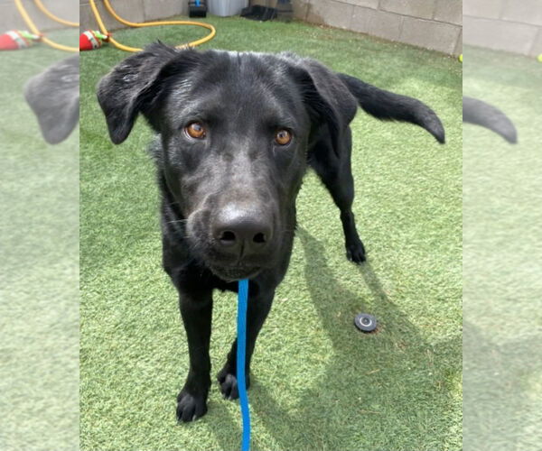 Medium Photo #1 Labrador Retriever-Unknown Mix Puppy For Sale in Lakewood, CO, USA