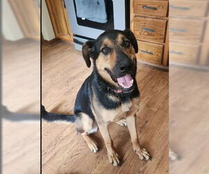 Kobe - Male German Shepherd Dog-Unknown Mix Dog for Adoption - Photo #4
