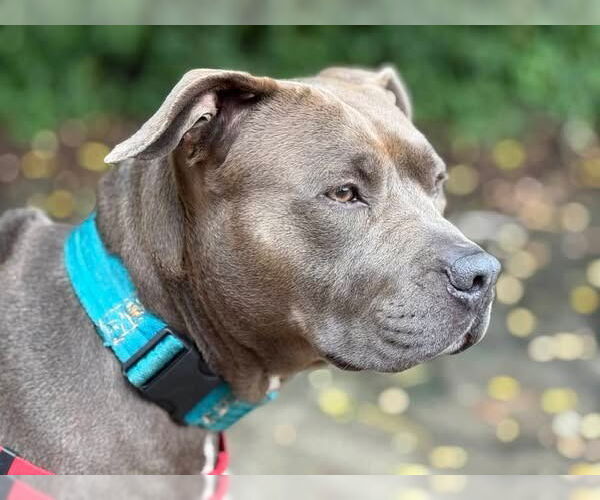 Medium Photo #43 American Staffordshire Terrier Puppy For Sale in Sayreville, NJ, NJ, USA
