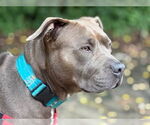 Small #42 American Staffordshire Terrier