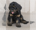 Teddy - Male Goldendoodle (Miniature) Puppy for Sale - Photo #2
