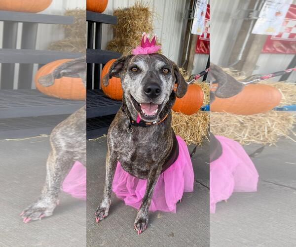 Medium Photo #19 Catahoula Leopard Dog-Unknown Mix Puppy For Sale in Rootstown, OH, USA