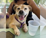 Small #1 Chihuahua