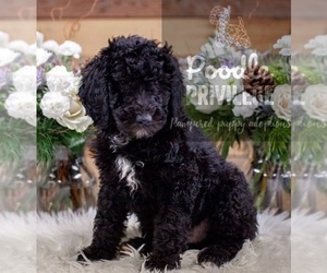 Poodle (Standard) Puppy for sale in KILLEEN, TX, USA
