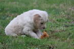 Small Photo #3 English Cream Golden Retriever Puppy For Sale in RUTLAND, OH, USA