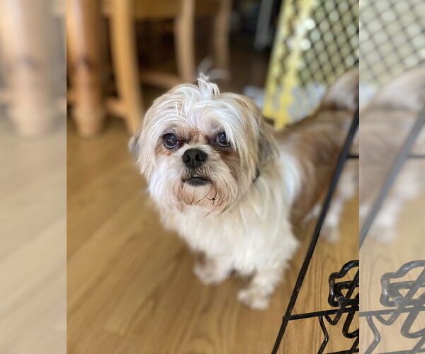 Medium Photo #2 Shih Tzu Puppy For Sale in Davis, CA, USA