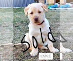 Small Photo #6 Labrador Retriever Puppy For Sale in WILLARD, WI, USA