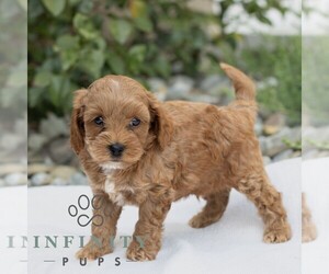Cavapoo Puppy for sale in BIRD IN HAND, PA, USA