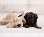Small Photo #5 Bernedoodle Puppy For Sale in LEAVENWORTH, IN, USA