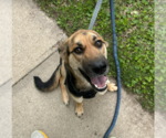 Small #1 German Shepherd Dog Mix