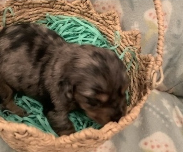 Medium Photo #7 Dachshund Puppy For Sale in DENHAM SPRINGS, LA, USA