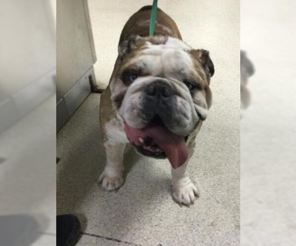 Medium Photo #1 Bulldog-Unknown Mix Puppy For Sale in Riverside, CA, USA