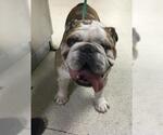 Small Bulldog Mix