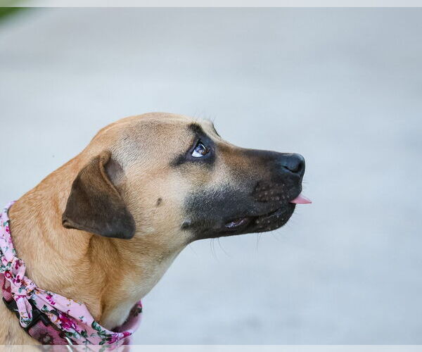 Medium Photo #7 Mutt Puppy For Sale in  Gainesville, FL, USA
