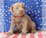 Small Photo #11 Labrador Retriever Puppy For Sale in MARSHFIELD, MO, USA