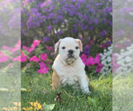 Small Photo #8 English Bulldog Puppy For Sale in NAPPANEE, IN, USA