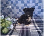 Small #1 Zuchon