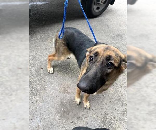 Medium Photo #1 German Shepherd Dog Puppy For Sale in Houston, TX, USA