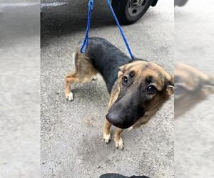 German Shepherd Dog Dogs for adoption in Houston, TX, USA