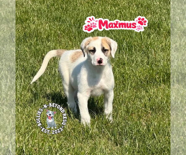 Medium Photo #3 Mutt Puppy For Sale in Omaha, NE, USA