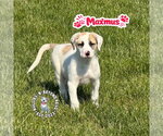 Small #2 Mutt
