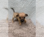 Small Photo #15 Chiweenie-Jack Russell Terrier Mix Puppy For Sale in SAINT AUGUSTINE, FL, USA
