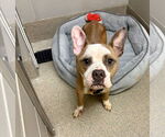 Small #1 Bulldog Mix