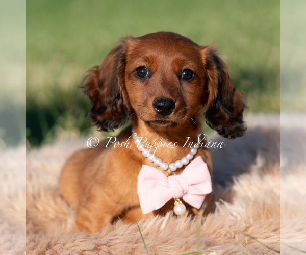 Medium Photo #48 Dachshund Puppy For Sale in WARSAW, IN, USA