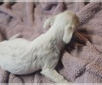 Small Photo #7 ShiChi Puppy For Sale in Wakefield, RI, USA