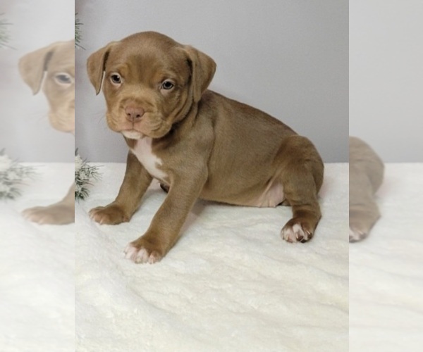 Medium Photo #4 American Pit Bull Terrier Puppy For Sale in CLEMSON, SC, USA