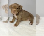 Small Photo #4 American Pit Bull Terrier Puppy For Sale in CLEMSON, SC, USA