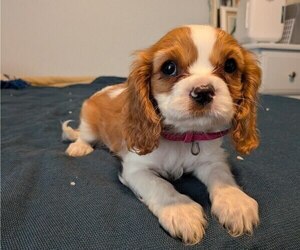 Medium Cavalier King Charles Spaniel