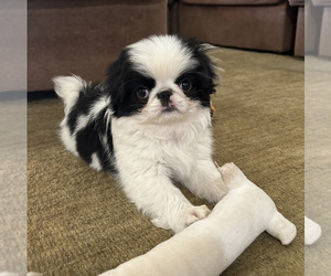 Japanese Chin Puppy for Sale in AUSTIN, Texas USA