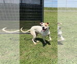 Small #3 Mutt