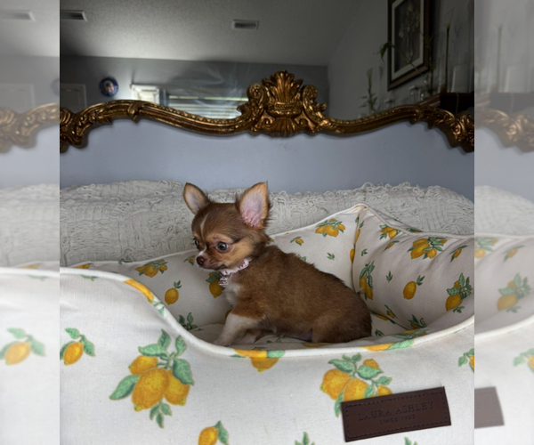 Medium Photo #11 Chihuahua Puppy For Sale in CHARLOTTE, NC, USA