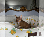 Small #10 Chihuahua