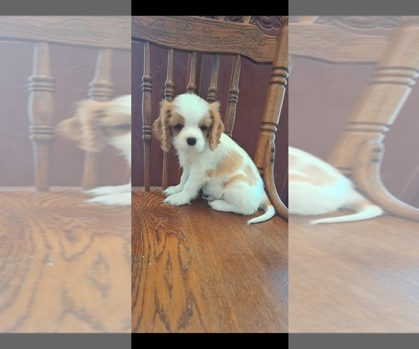 Medium Photo #1 Cavalier King Charles Spaniel Puppy For Sale in HUDSON, FL, USA