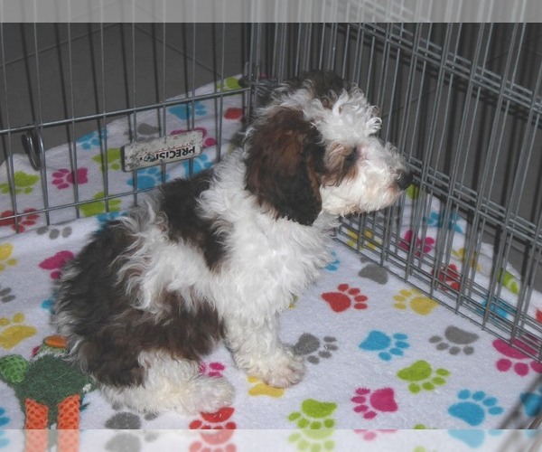 Medium Photo #8 Poochon Puppy For Sale in ORO VALLEY, AZ, USA