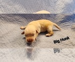 Small Photo #13 Miniature Labradoodle Puppy For Sale in ROY, WA, USA
