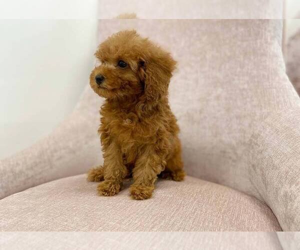 Medium Photo #3 Poodle (Toy) Puppy For Sale in FULLERTON, CA, USA