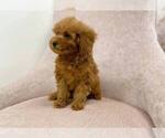 Small Photo #3 Poodle (Toy) Puppy For Sale in FULLERTON, CA, USA